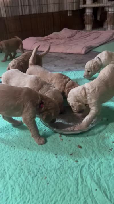 Dory, a female Goldendoodle and Poodle - Standard  for sale in Belfair, WA – 5 of 5