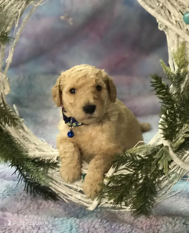 Olaf – Goldendoodle puppy for sale in Belfair, WA