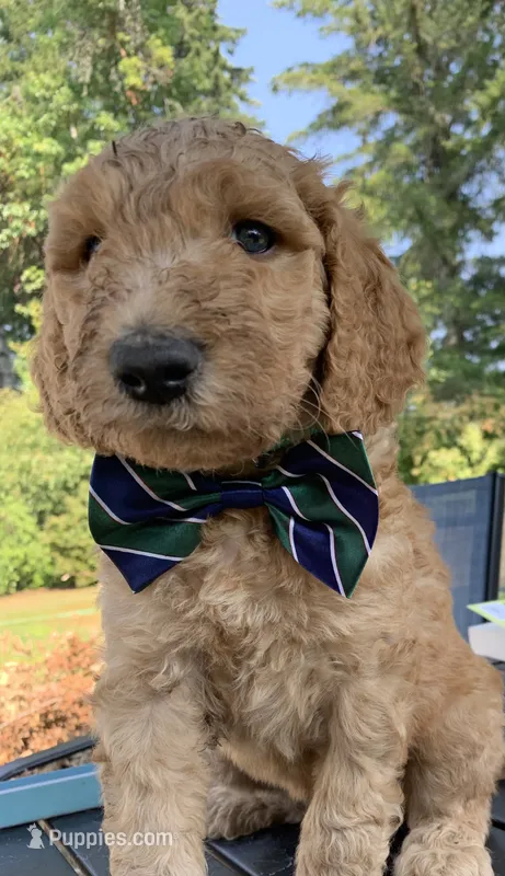 Tramp – Goldendoodle, Poodle - Standard  puppy for sale in Belfair, WA