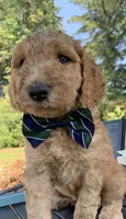 Tramp, a male Goldendoodle and Poodle - Standard  for sale in Belfair, WA – 2 of 5