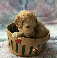 Lady, a female Goldendoodle for sale in Belfair, WA – 1 of 1