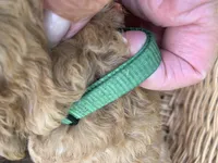 Tramp, a male Goldendoodle and Poodle - Standard  for sale in Belfair, WA – 5 of 5