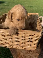 Nemo, a male Goldendoodle and Poodle - Standard  for sale in Belfair, WA – 6 of 7