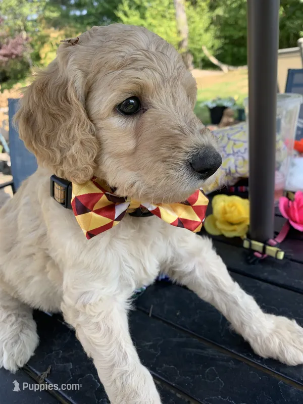Olaf – Goldendoodle, Poodle - Standard  puppy for sale in Belfair, WA