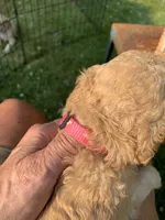 Lady, a female Goldendoodle and Poodle - Standard  for sale in Belfair, WA – 5 of 5