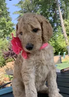 Lady, a female Goldendoodle and Poodle - Standard  for sale in Belfair, WA – 2 of 5