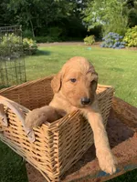 Moana, a female Goldendoodle and Poodle - Standard  for sale in Belfair, WA – 3 of 6