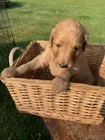 Nemo, a male Goldendoodle and Poodle - Standard  for sale in Belfair, WA – 7 of 7