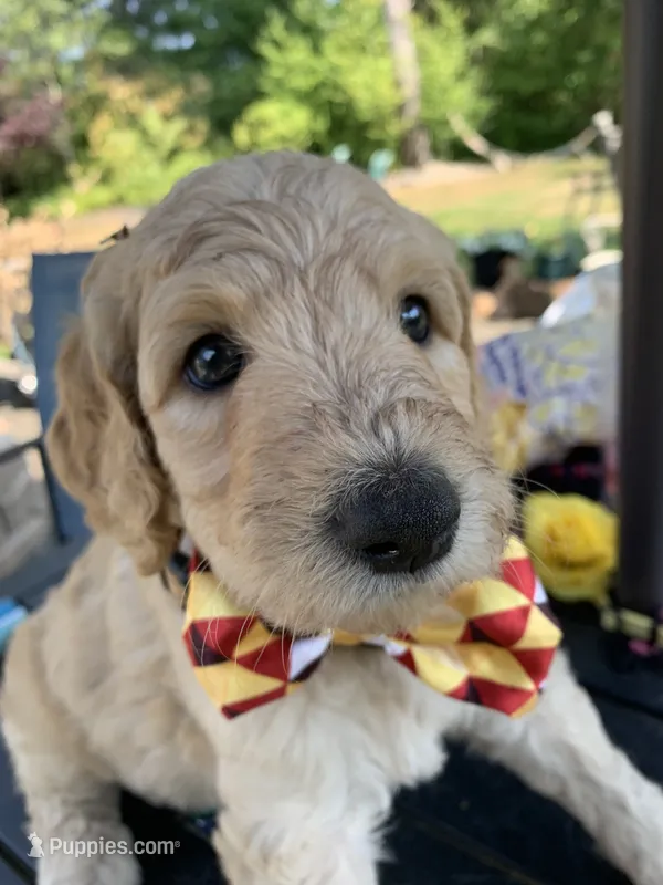 Olaf – Goldendoodle, Poodle - Standard  puppy for sale in Belfair, WA
