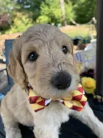 Olaf, a male Goldendoodle and Poodle - Standard  for sale in Belfair, WA – 1 of 6