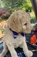 Simba, a male Goldendoodle and Poodle - Standard  for sale in Belfair, WA – 1 of 6