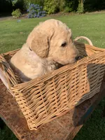 Simba, a male Goldendoodle and Poodle - Standard  for sale in Belfair, WA – 5 of 6