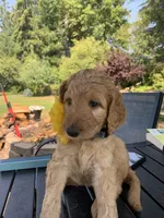 Moana, a female Goldendoodle and Poodle - Standard  for sale in Belfair, WA – 2 of 6