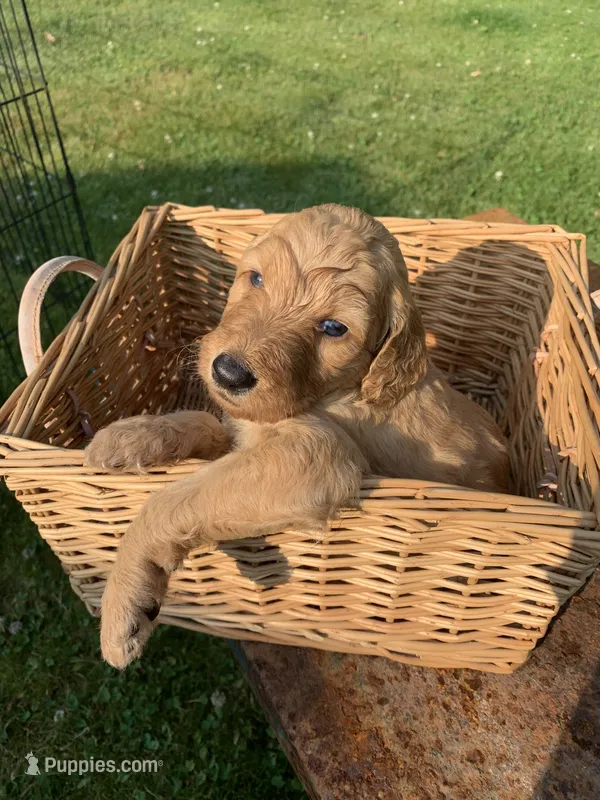 Moana – Goldendoodle puppy for sale in Belfair, WA