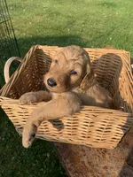 Moana, a female Goldendoodle and Poodle - Standard  for sale in Belfair, WA – 4 of 6