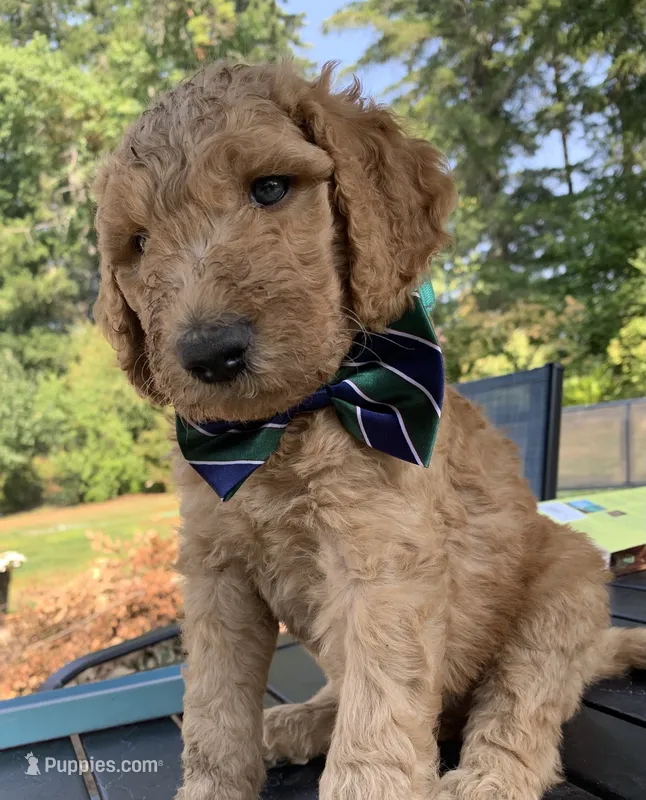 Tramp – Goldendoodle, Poodle - Standard  puppy for sale in Belfair, WA