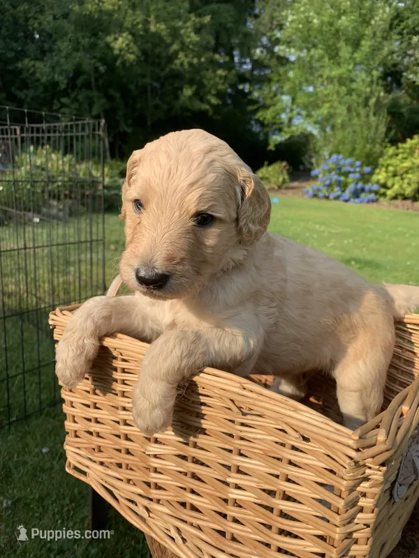 Olaf – Goldendoodle puppy for sale in Belfair, WA