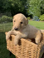 Olaf, a male Goldendoodle and Poodle - Standard  for sale in Belfair, WA – 3 of 6