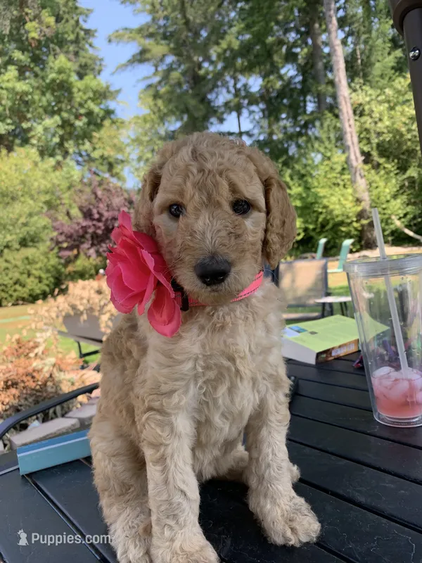 Lady – Goldendoodle, Poodle - Standard  puppy for sale in Belfair, WA