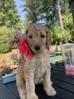 Lady, a female Goldendoodle and Poodle - Standard  for sale in Belfair, WA – 1 of 5