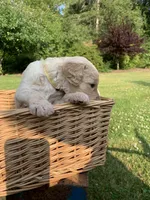 Olaf, a male Goldendoodle and Poodle - Standard  for sale in Belfair, WA – 5 of 6