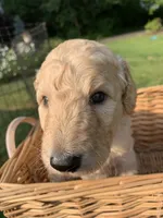 Simba, a male Goldendoodle and Poodle - Standard  for sale in Belfair, WA – 4 of 6
