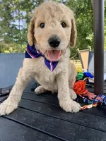 Simba, a male Goldendoodle and Poodle - Standard  for sale in Belfair, WA – 2 of 6