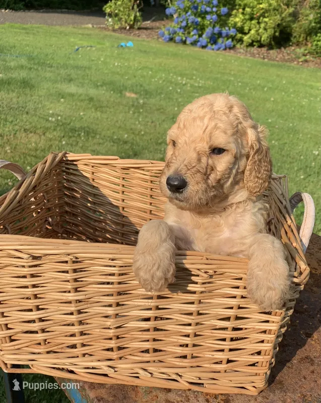 Lady – Goldendoodle puppy for sale in Belfair, WA