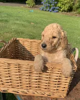 Lady, a female Goldendoodle and Poodle - Standard  for sale in Belfair, WA – 3 of 5