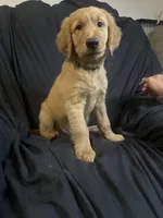 Toby , a male Golden Retriever for sale in Riverside, CA – 4 of 4