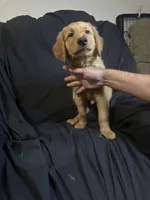 Toby , a male Golden Retriever for sale in Riverside, CA – 3 of 4