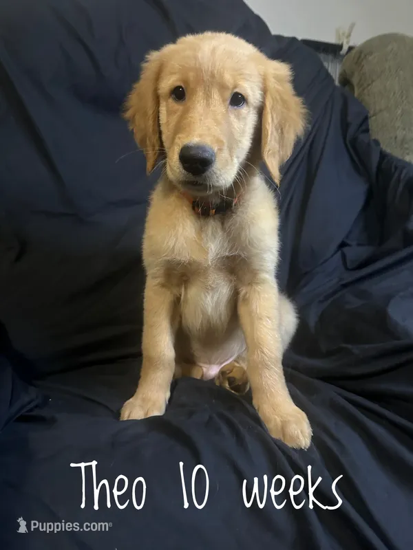 Theo – Golden Retriever puppy for sale in Riverside, CA