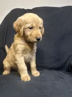 Cora, a female Golden Retriever for sale in Riverside, CA – 3 of 3