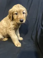 Sadie, a female Golden Retriever for sale in Riverside, CA – 2 of 3