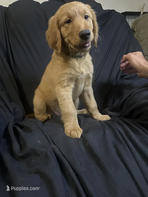 Toby  – Golden Retriever puppy for sale in Riverside, CA
