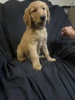 Toby , a male Golden Retriever for sale in Riverside, CA – 1 of 4