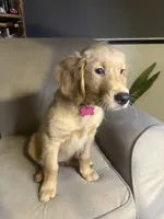 Ember, a female Golden Retriever for sale in Riverside, CA – Photo 2 of 7