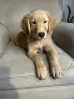 Ember, a female Golden Retriever for sale in Riverside, CA – Photo 3 of 7