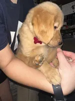 Ember, a female Golden Retriever for sale in Riverside, CA – Photo 7 of 7