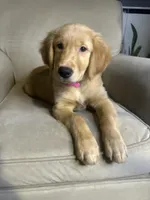 Ember, a female Golden Retriever for sale in Riverside, CA – Photo 1 of 7