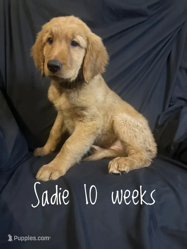 Sadie – Golden Retriever puppy for sale in Riverside, CA