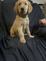 Toby , a male Golden Retriever for sale in Riverside, CA – 2 of 4
