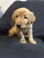 Otto, a male Golden Retriever for sale in Riverside, CA – 2 of 3