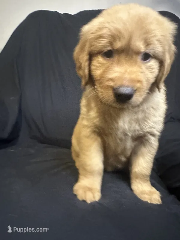 Mia  – Golden Retriever puppy for sale in Riverside, CA