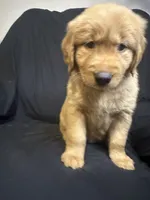 Mia , a female Golden Retriever for sale in Riverside, CA – 1 of 3