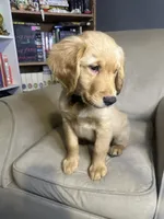 Sunny, a male Golden Retriever for sale in Riverside, CA – Photo 4 of 9