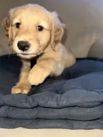 Sunny, a male Golden Retriever for sale in Riverside, CA – Photo 9 of 9