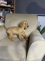 Sunny, a male Golden Retriever for sale in Riverside, CA – Photo 7 of 9