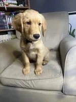 Sunny, a male Golden Retriever for sale in Riverside, CA – Photo 3 of 9