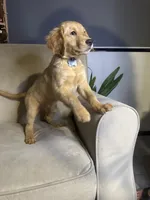 Sunny, a male Golden Retriever for sale in Riverside, CA – Photo 1 of 9